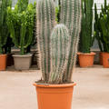 Pachycereus pringlei, im 30cm Topf, H�he 100cm, Breite 35cm
