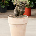 Pachypodium bispinosum, Verzweigt, im 35cm Topf, H�he 75cm, Breite 35cm
