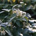 Pachysandra terminalis