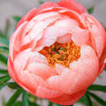 Paeonia Hybride 'Coral Charm'