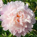 Paeonia x lactiflora 'Lady Alexandra Duff'