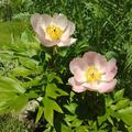 Paeonia 'Roselette', Paeonia 'Roselette'