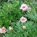 Paeonia � itoh 'Cora Louise', Paeonia � itoh 'Cora Louise'