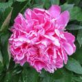 Paeonia x lactflora 'Edulis Superba', Paeonia x lactflora 'Edulis Superba'