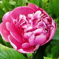 Paeonia x lactiflora 'Festiva Maxima', Pfingstrose, P�onie, Chinesische Edel-Pfingstrose