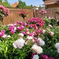 Paeonia x lactiflora 'Lady Alexandra Duff', Paeonia x lactiflora 'Lady Alexandra Duff'