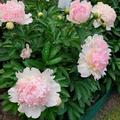 Paeonia x lactiflora 'Sarah Bernhardt', Paeonia x lactiflora 'Sarah Bernhardt'