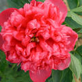 Pfingstrose, Paeonia x lactiflora Belgravia, Kultur, 2024 April