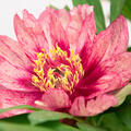 Paeonia x itoh 'All that Jazz', Pfingstrose