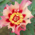 Paeonia x itoh Court Jester, Pfingstrose, Hybride