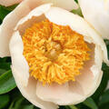 Paeonia, Pfingstrose, Claire de Lune