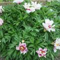 Pfingstrose, Paeonia Cora Louise, Itoh Hybride