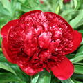Pfingstrose, Paeonia Red Charm, Hybride, gef�lltbl�hend