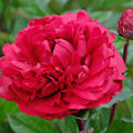 Paeonia lactiflora 'Henry Bockstoce'