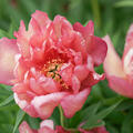 Paeonia Hillary, Paeonia lactiflora x lutea, Paeonia Itoh-Hybride, Pfingstrose, Pfingstrosen 