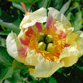 Paeonia x itoh 'Prairie Charme', Pfingstrose