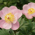 Paeonia Hybride 'Roselette', Pfingstrose