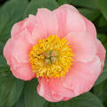 Paeonia lactiflora Hybride Salmon Chiffon, Pfingstrose
