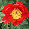 Paeonia Hybride 'Scarlet O'Hara', Pfingstrose