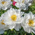 Paeonia White Emperor, Pfingstrose