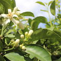 Pal�stinensische Limette 'Palestina' (Citrus limettioides)