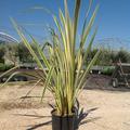 Panaschierter Neuseel�nder Flachs