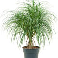 Pandanus stellatus, Multi Stamm, im 30cm Topf, H�he 110cm, Breite 75cm