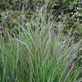 Panicum virgatum 'Rotstrahlbusch'