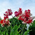 Papageien Tulpe 'Estella Rijnveld', Tulipa 'Estella Rijnveld'