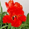 Papageien Tulpe 'Flower Power', Tulipa 'Flower Power'