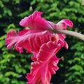Papageien Tulpe 'Power Parrot', Tulipa 'Power Parrot'