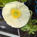 Papaver nudicaule 'Gartenzwerg', Papaver nudicaule 'Gartenzwerg'