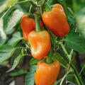 Mini-Paprika 'Hamik'