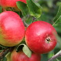 Apfel Paradis� Crispino�