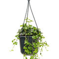 Parthenocissus striata, Ampel, im 15cm Topf, H�he 40cm, Breite 20cm