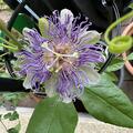 Passionsfrucht Cooltropics� 'Snowstar'�, Passiflora incarnata