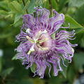 Passionsfrucht Eia Popeia� (Passiflora incarnata)