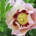 Paeonia Pastel Splendour, Paeonia lactiflora x lutea, Paeonia Itoh Hybride, Pfingstrose, Pfingstrosen 