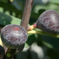 Fruchtfeige Pastili�re
