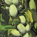 reifende Fr�chte von KSU Atwood�