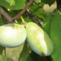 Pawpaw Fr�chte am Baum