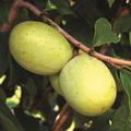 Pawpaw Susquehanna� - Pawpaw mit riesigen Fr�chten