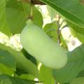 Asimina triloba, junge Frucht am kleinen Baum