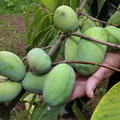 Pawpaw Indianerbanane Wabash, Asimina Triloba