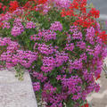H�ngegeranie Pink, Pelargonium peltatum