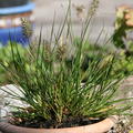 Pennisetum alopecuroides 'Little Bunny', kleines Federborstengras