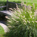 Pennisetum hameln