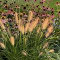Pennisetum alopecuroides 'Herbstzauber' , Gras, Gr�ser