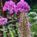 Pennisetum alopecuroides 'JS Jommenik' (S), Pennisetum alopecuroides 'JS Jommenik' (S)