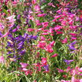 Penstemon barbatus 'Praecox Nanus Rondo'
